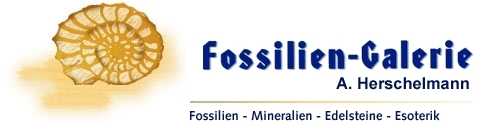 Fossilien Galerie Banner